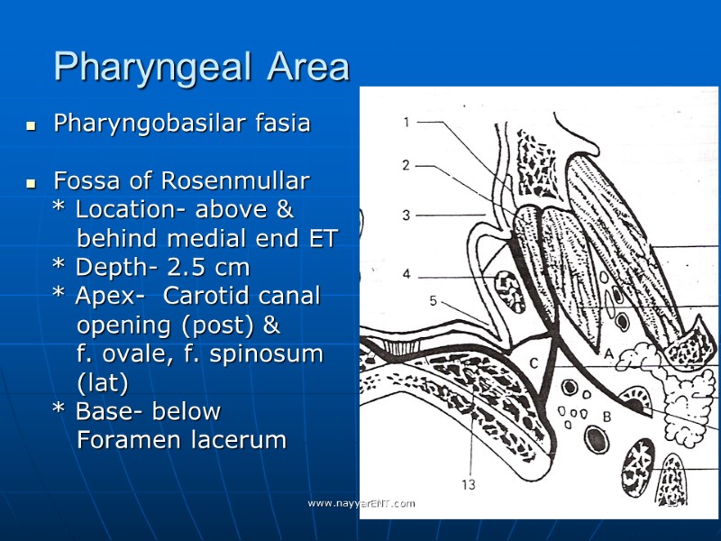Pharyngeal Area   Pharyngobasilar fasia    Fossa of Rosenmullar  